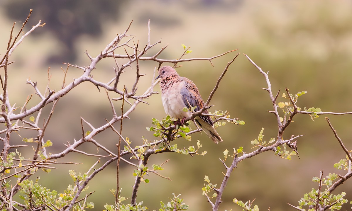Laughing Dove - ML587579471