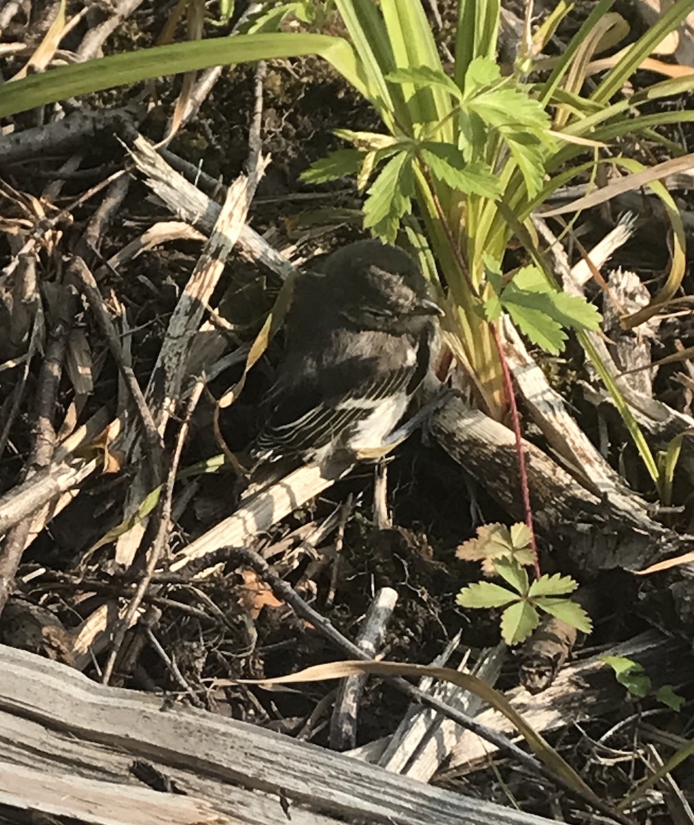 Northern Mockingbird - ML587580491