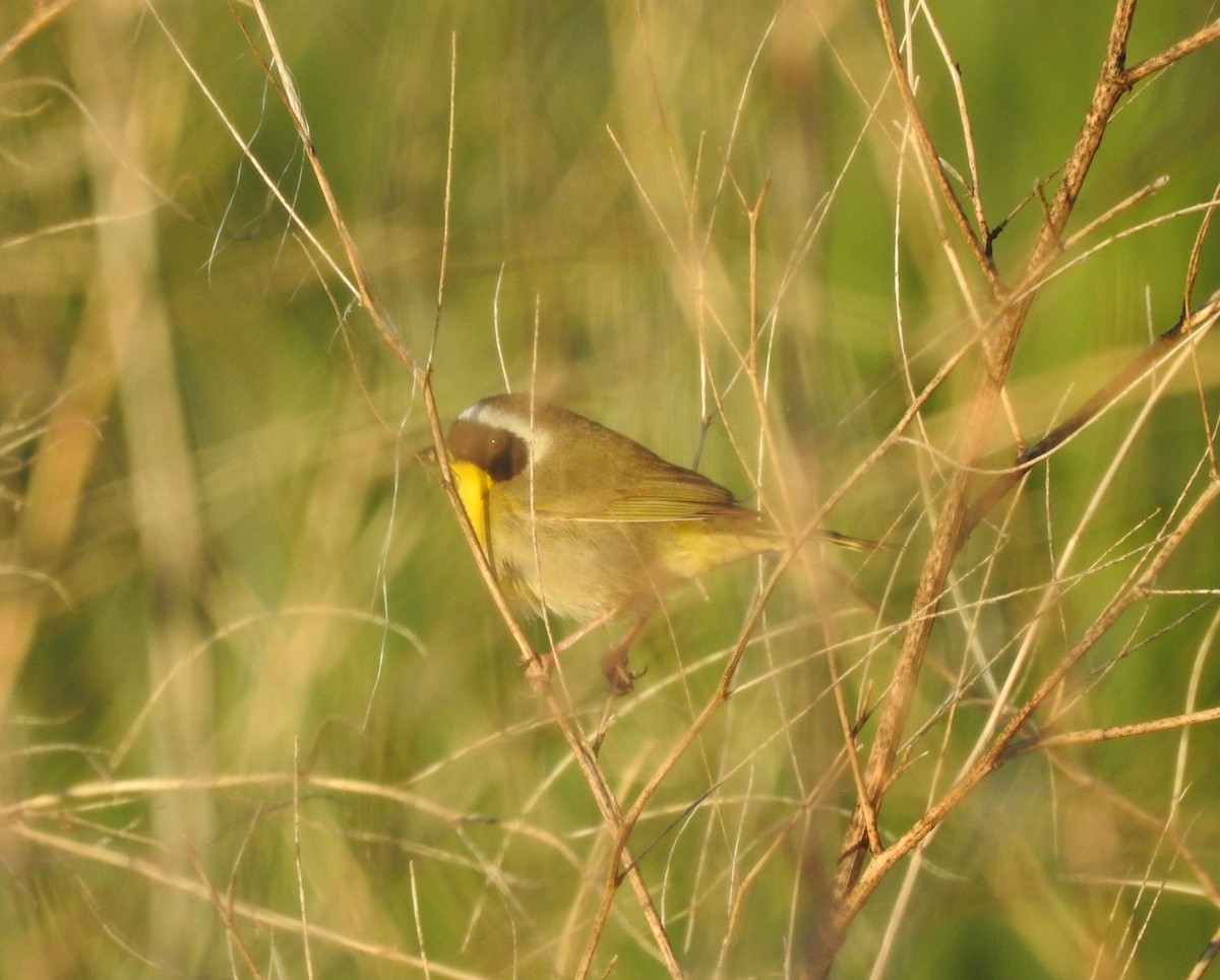 Common Yellowthroat - ML587580731