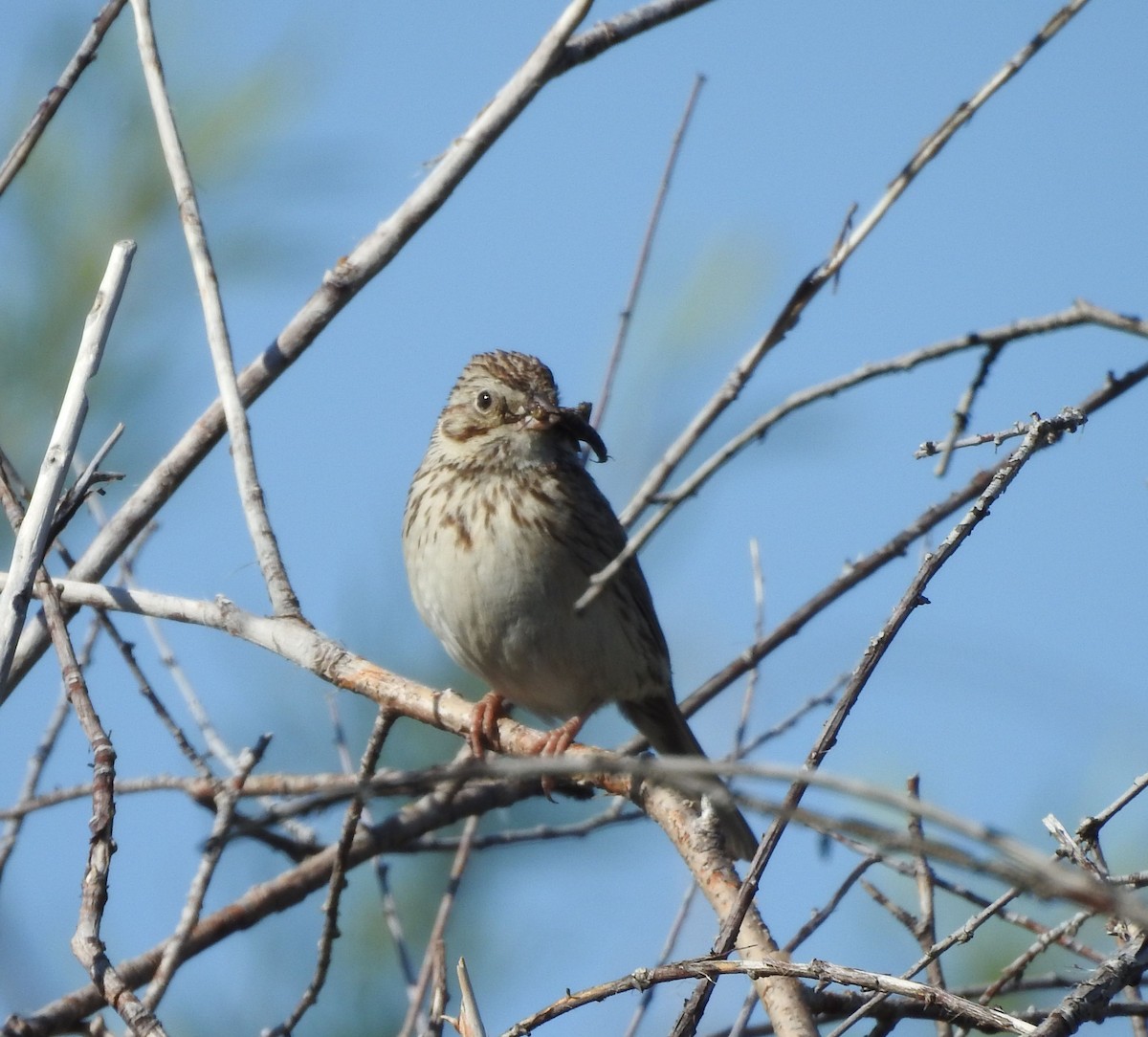 Vesper Sparrow - ML587581641