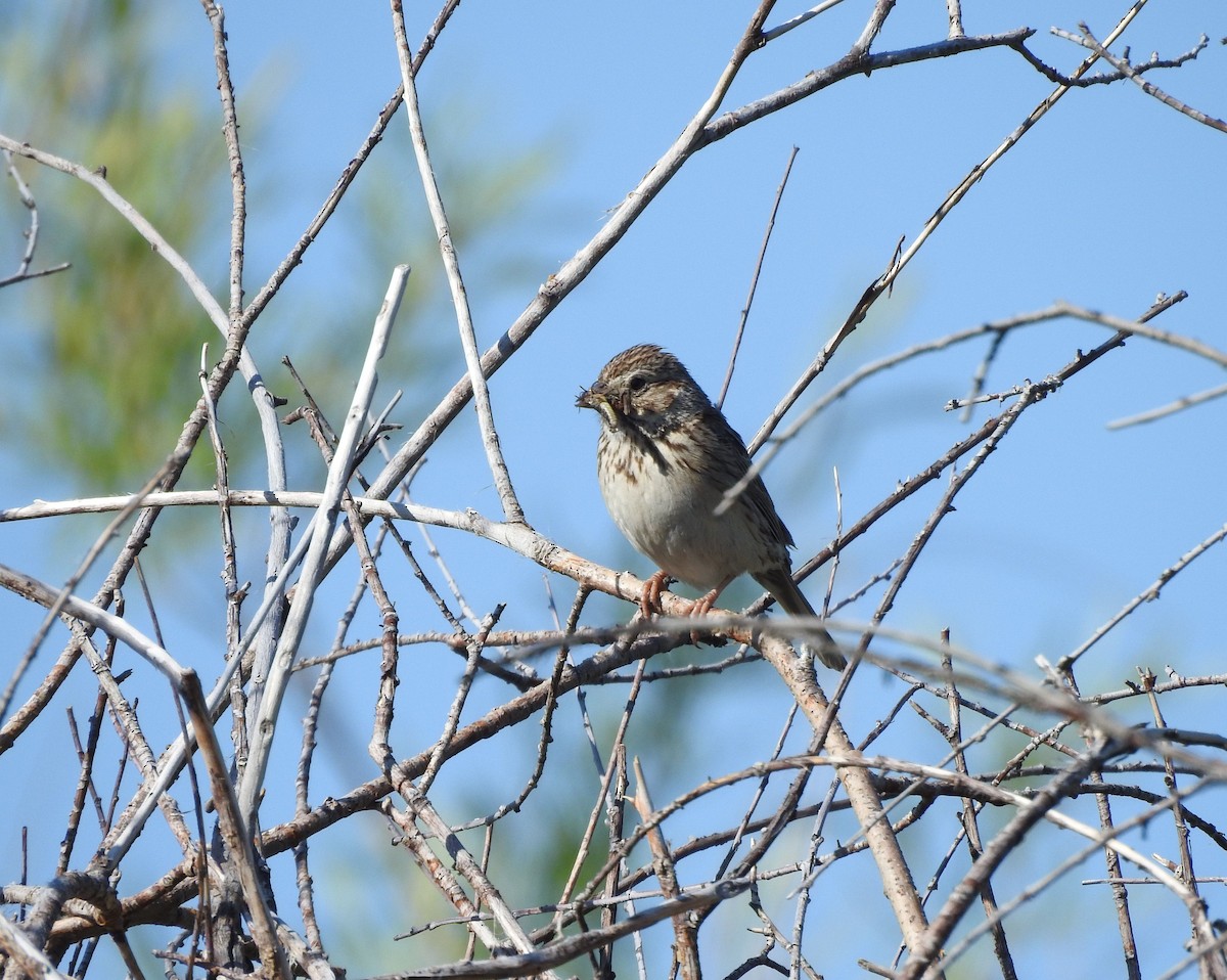 Vesper Sparrow - ML587581661