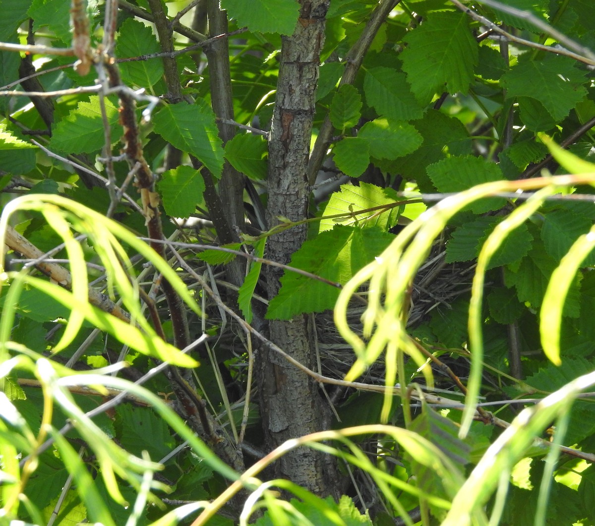 Cedar Waxwing - ML587581781