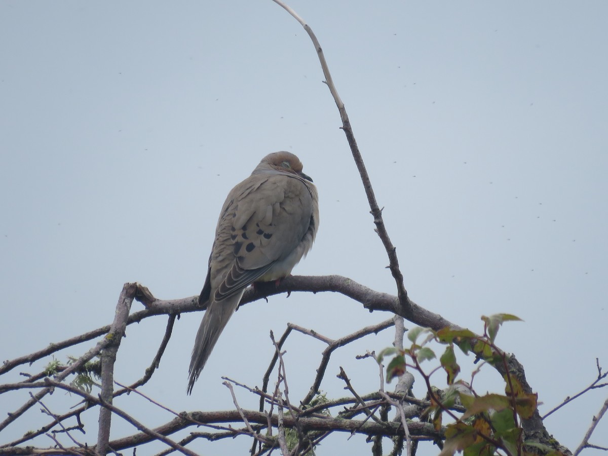 Mourning Dove - ML587581821