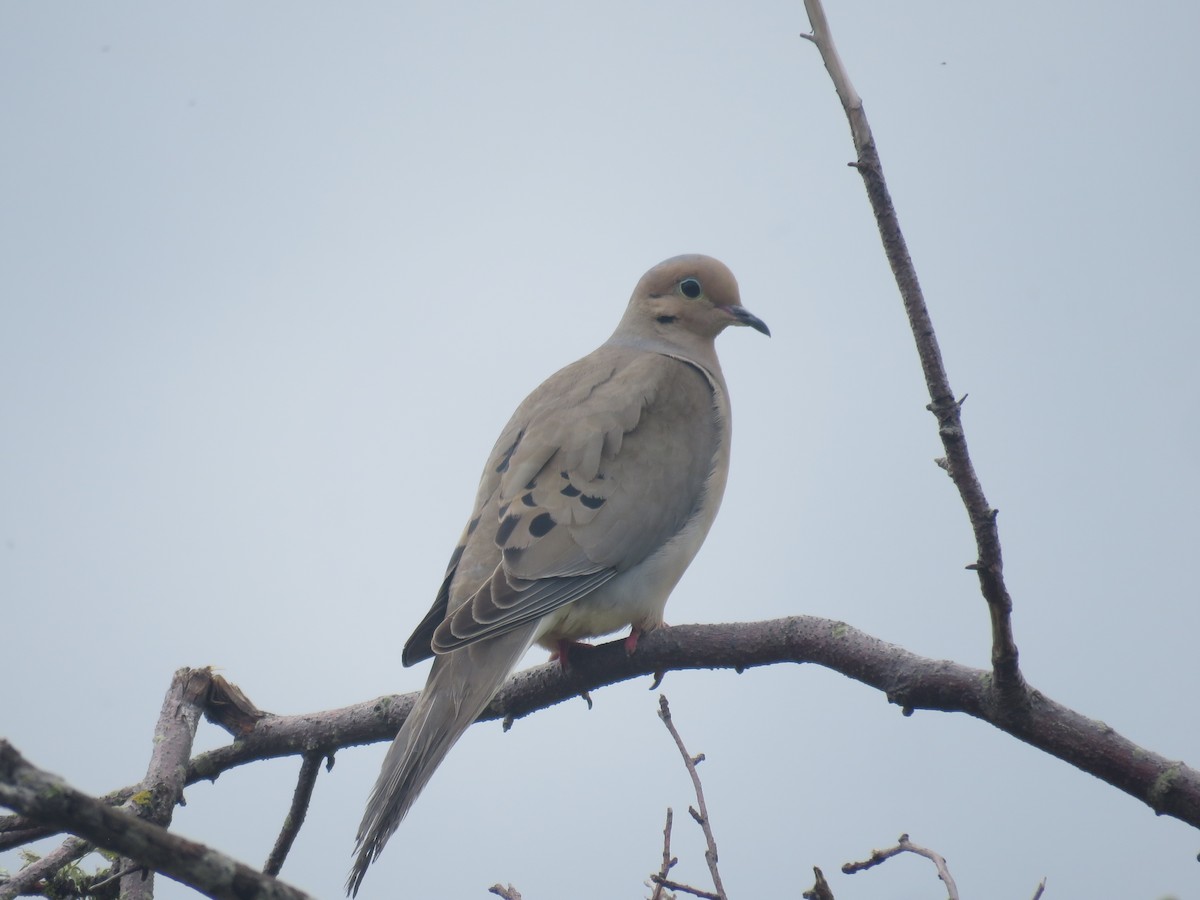 Mourning Dove - ML587581831