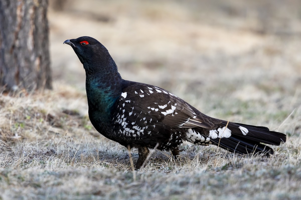 Black-billed Capercaillie - ML587581861