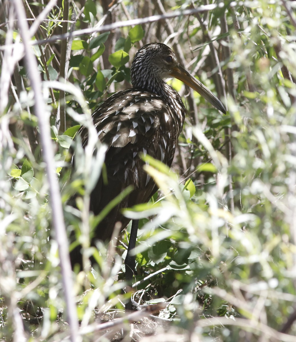 Limpkin - ML587582031