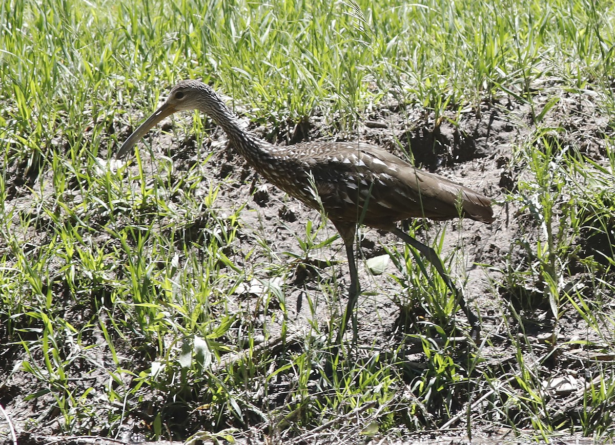 Limpkin - ML587582201