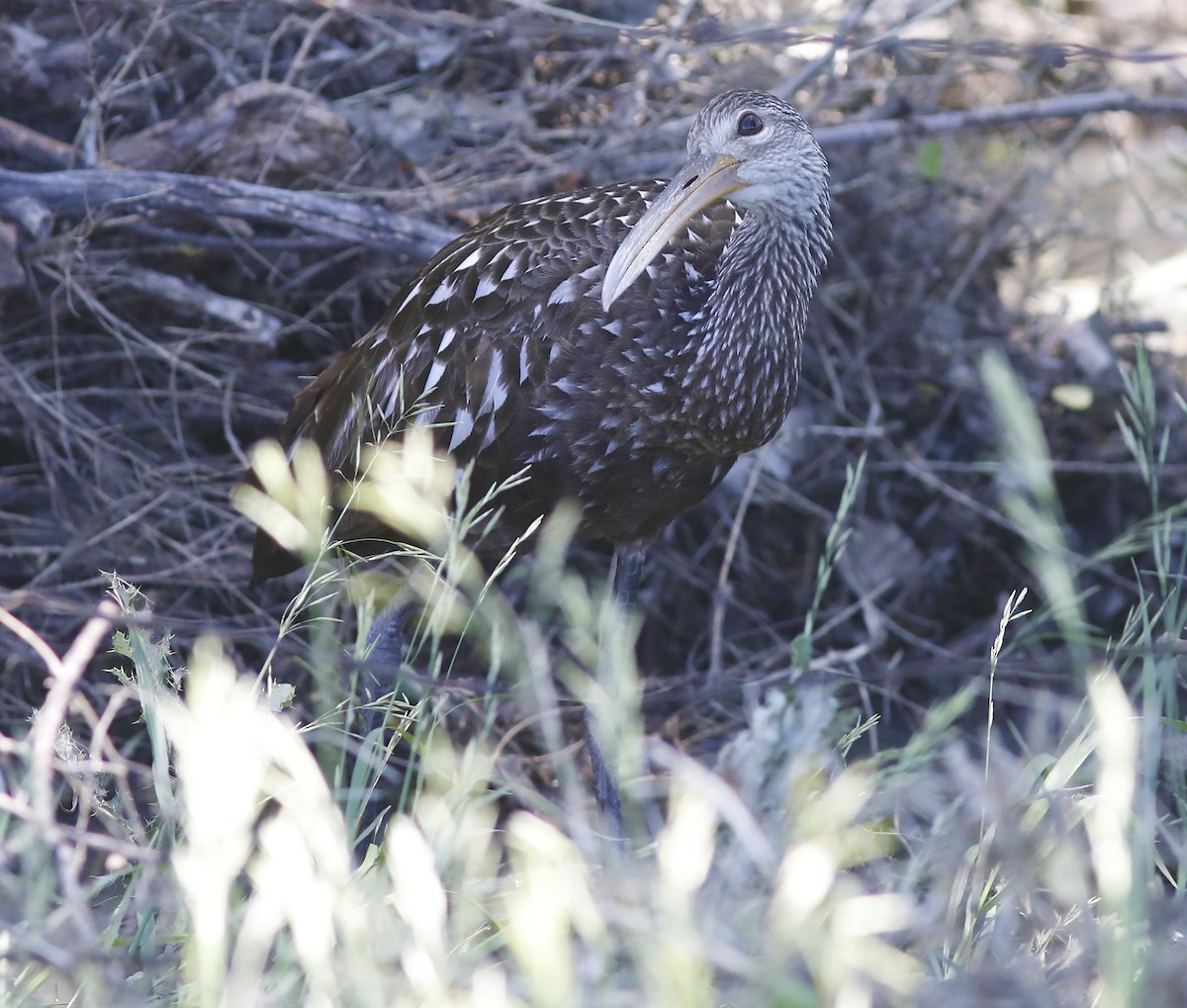 Limpkin - ML587582321