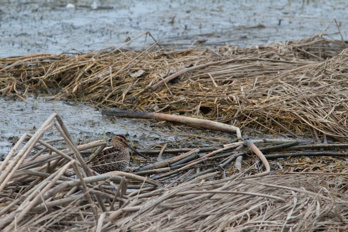 Wilson's Snipe - Justin Saunders