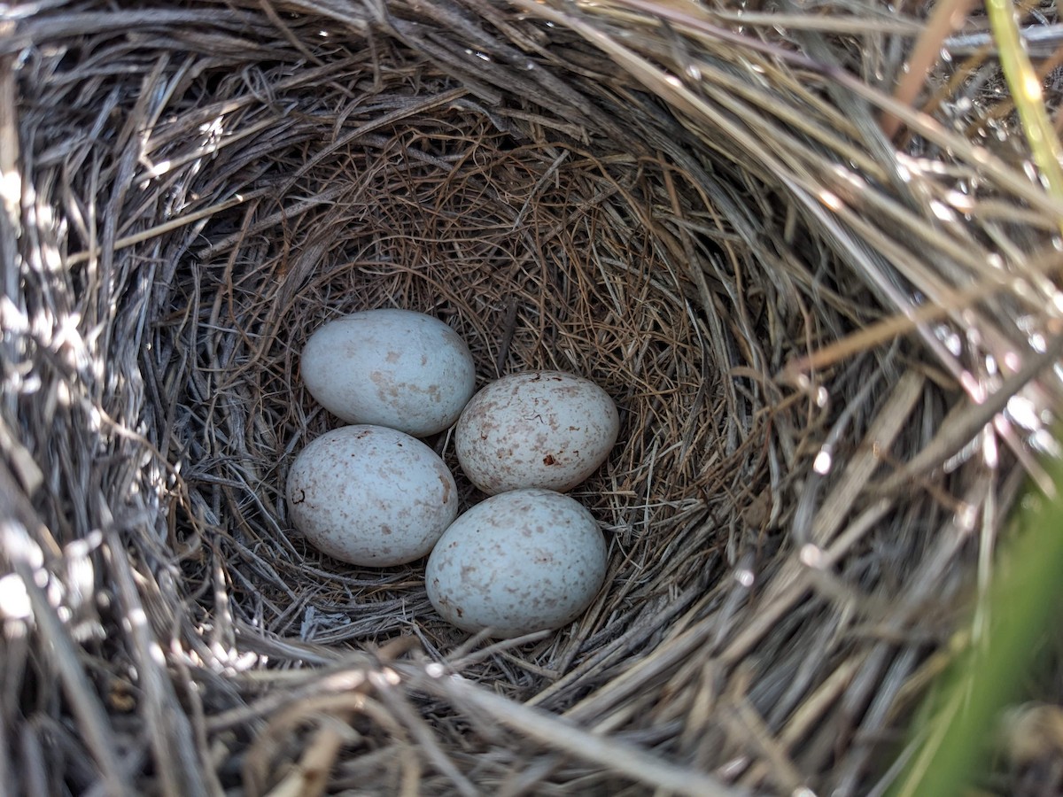 Vesper Sparrow - ML587584931