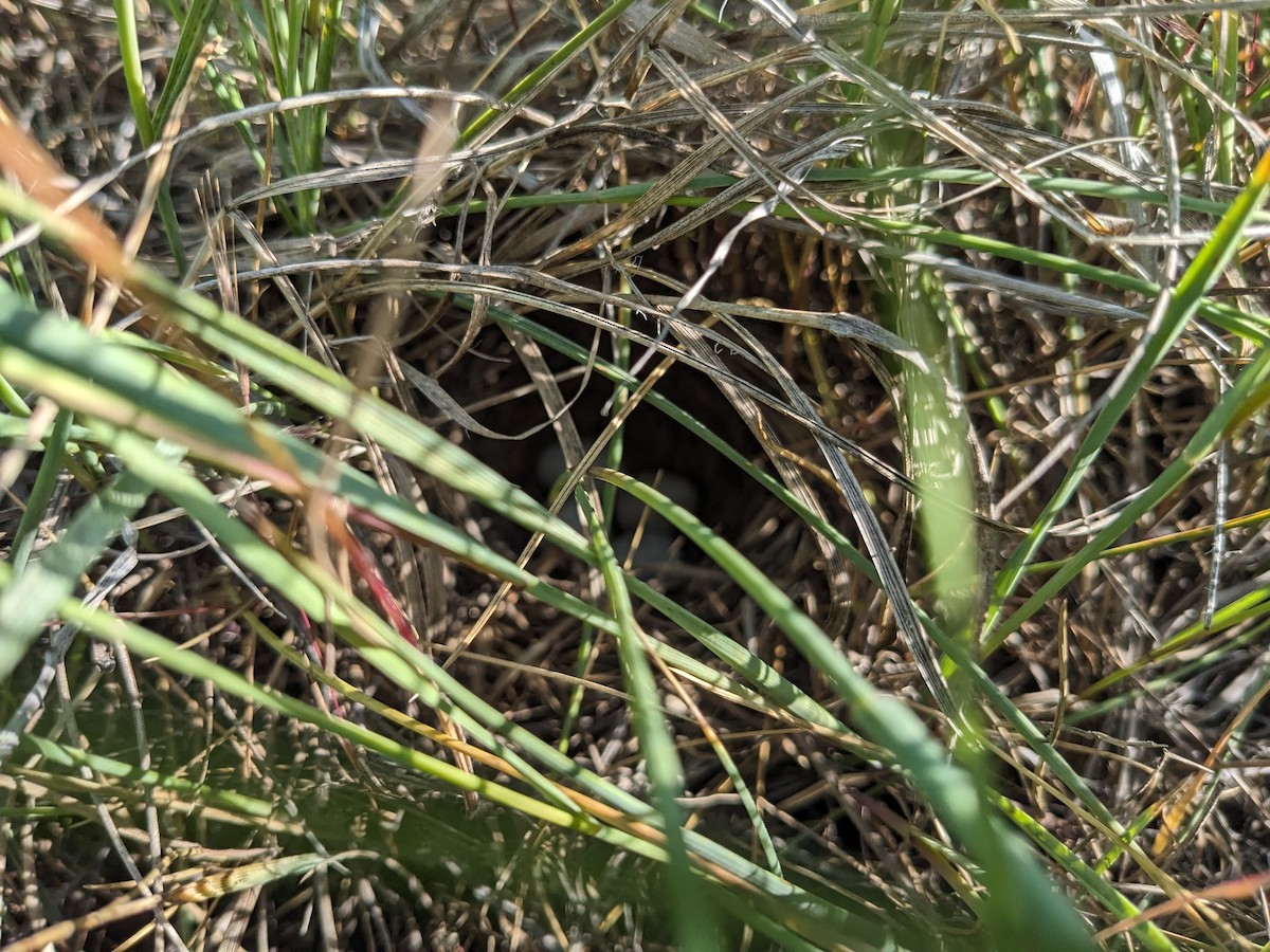 Vesper Sparrow - ML587584941