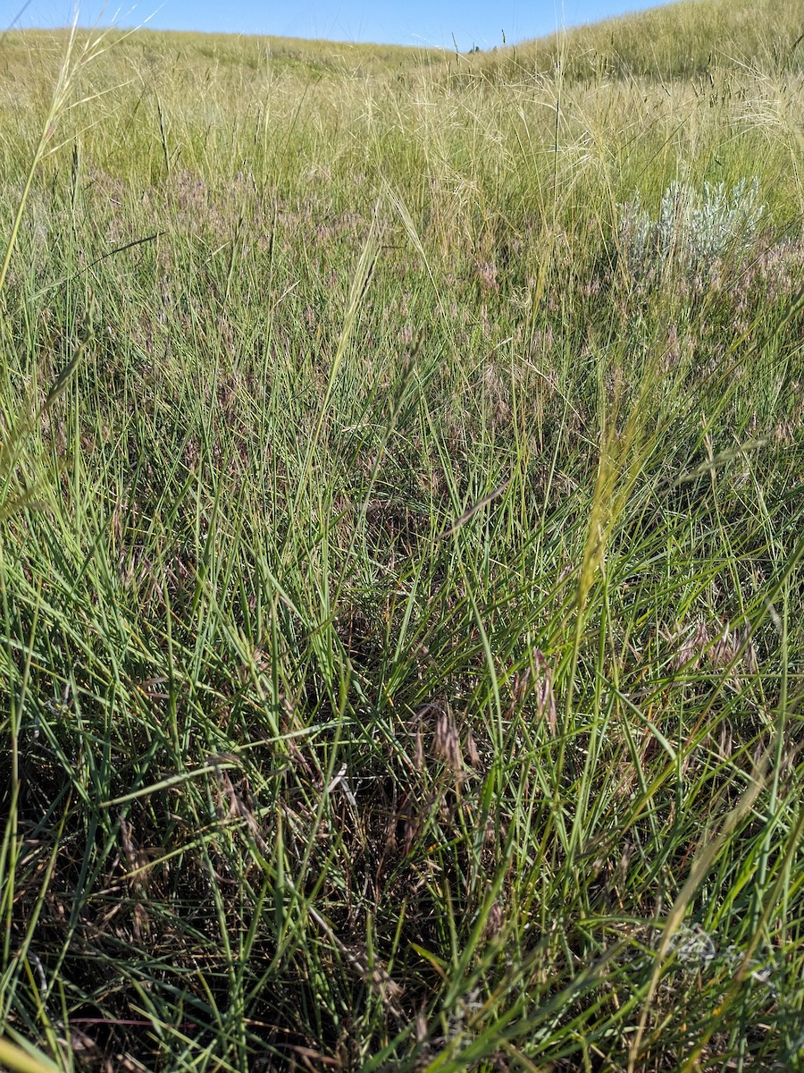 Vesper Sparrow - ML587584951