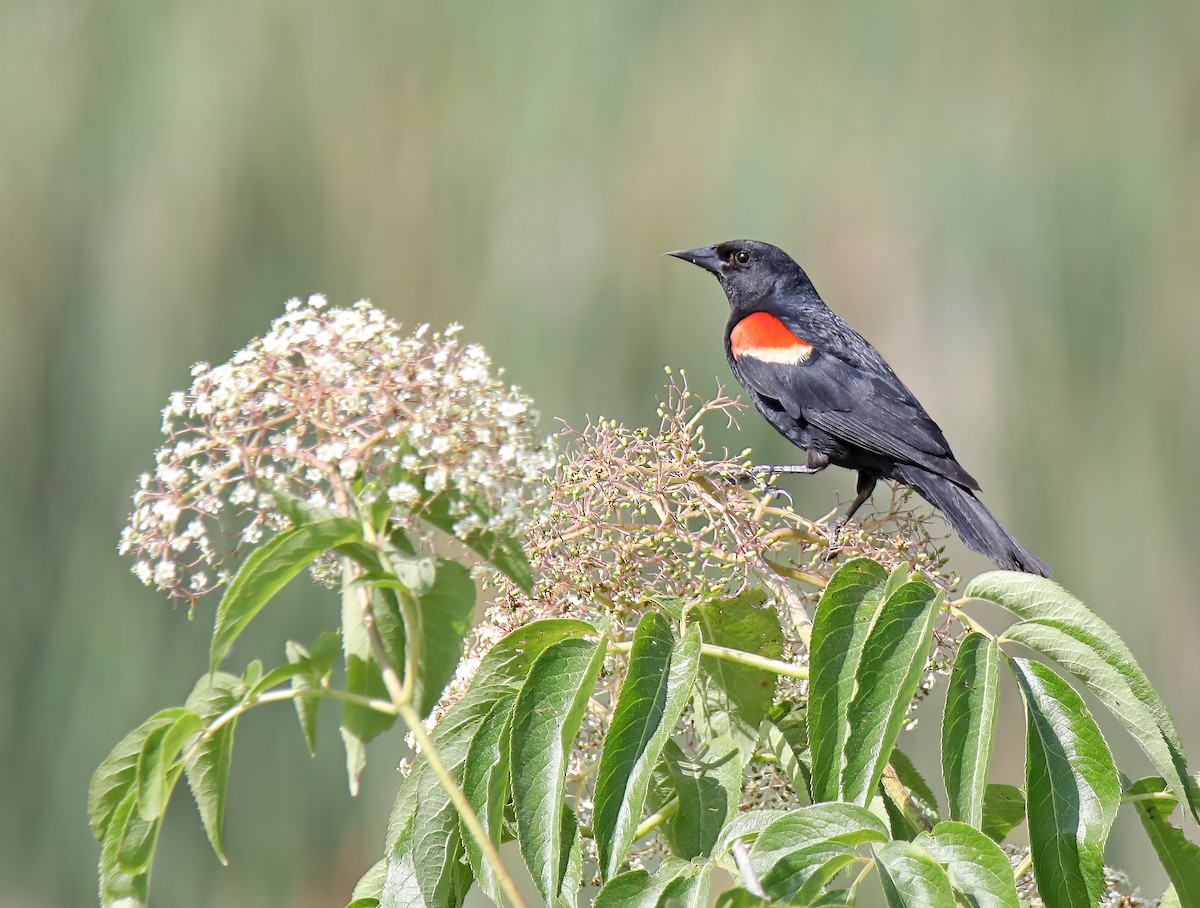 Red-winged Blackbird - ML587585141