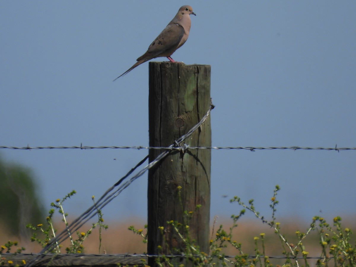 Mourning Dove - Jeanene Daniels