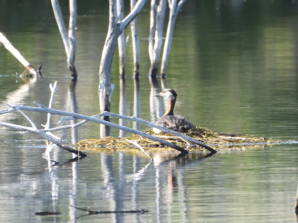 Red-necked Grebe - ML587586211