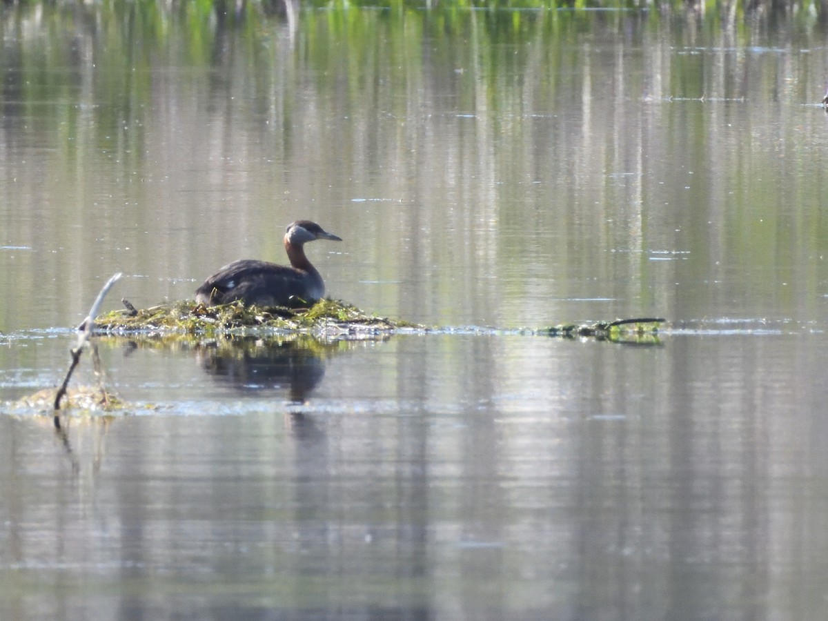 Red-necked Grebe - ML587586221