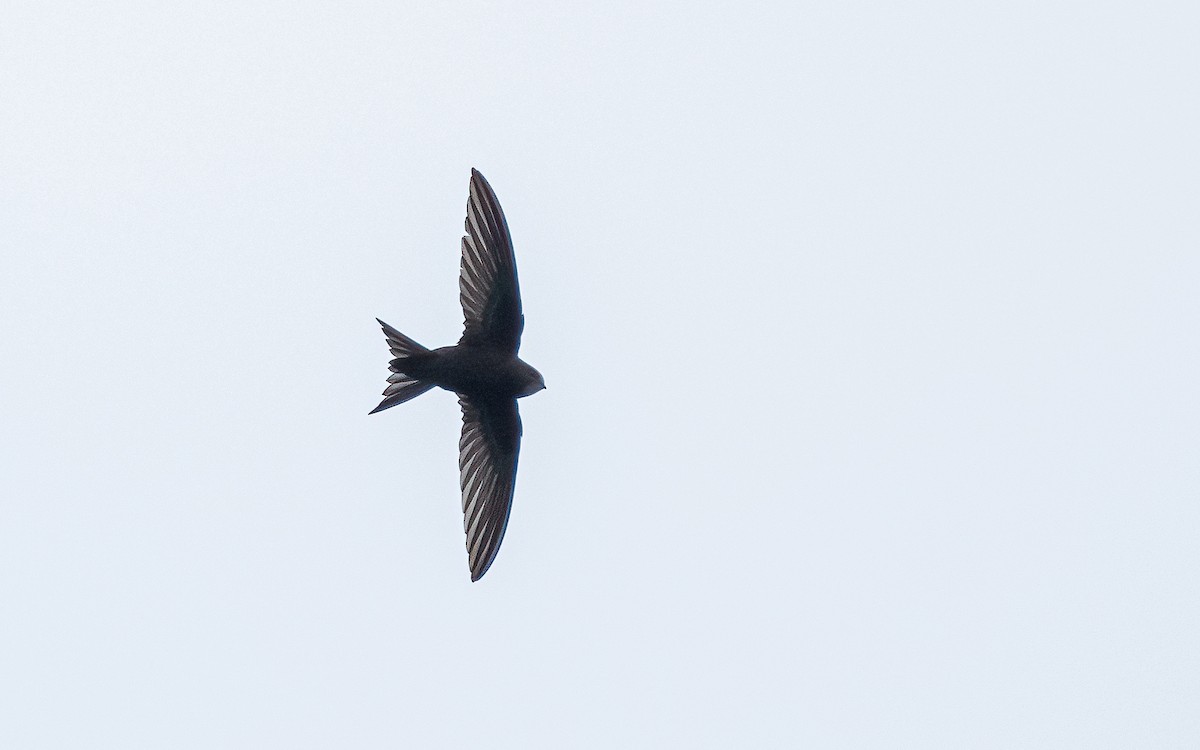 Common Swift - ML587586411