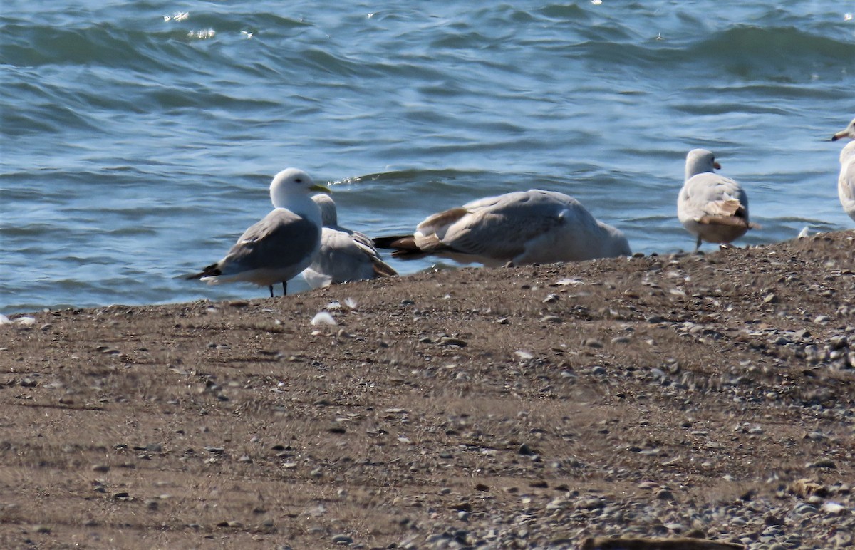 Black-legged Kittiwake - ML587587971