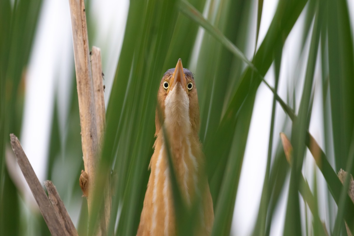 Least Bittern - ML587588041