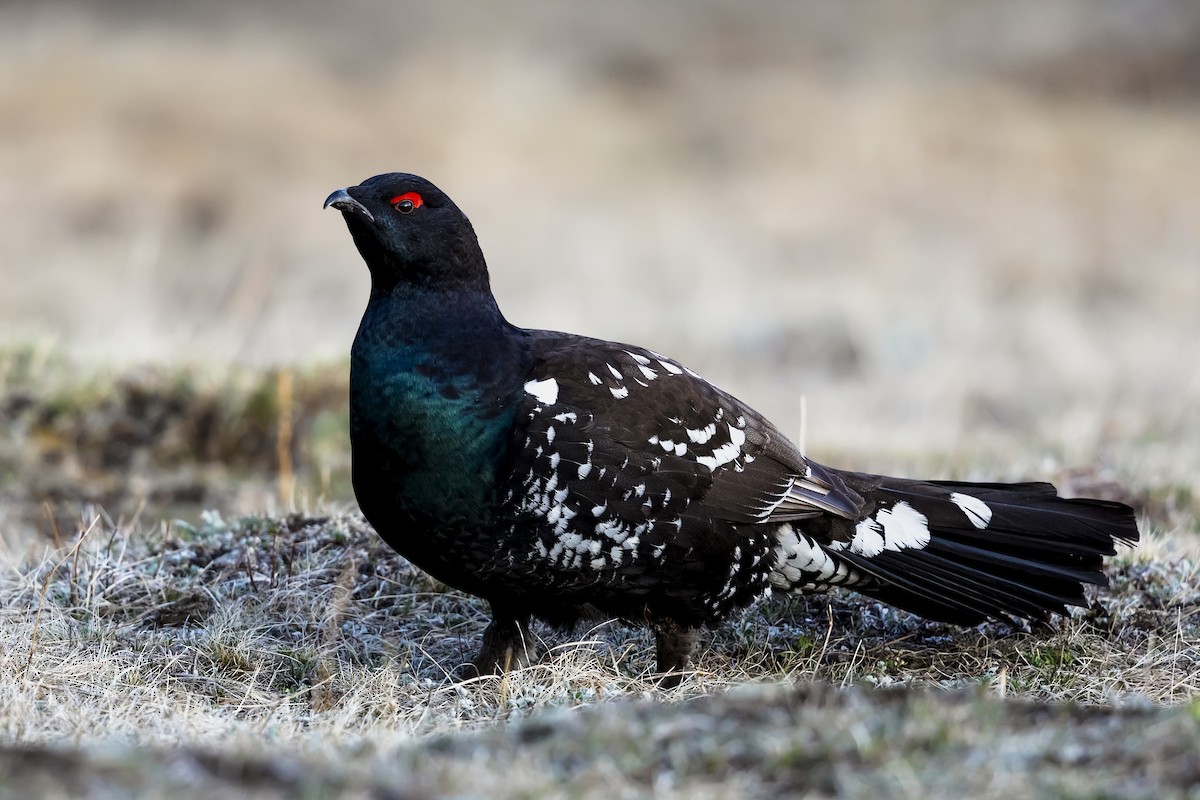 Black-billed Capercaillie - ML587588711