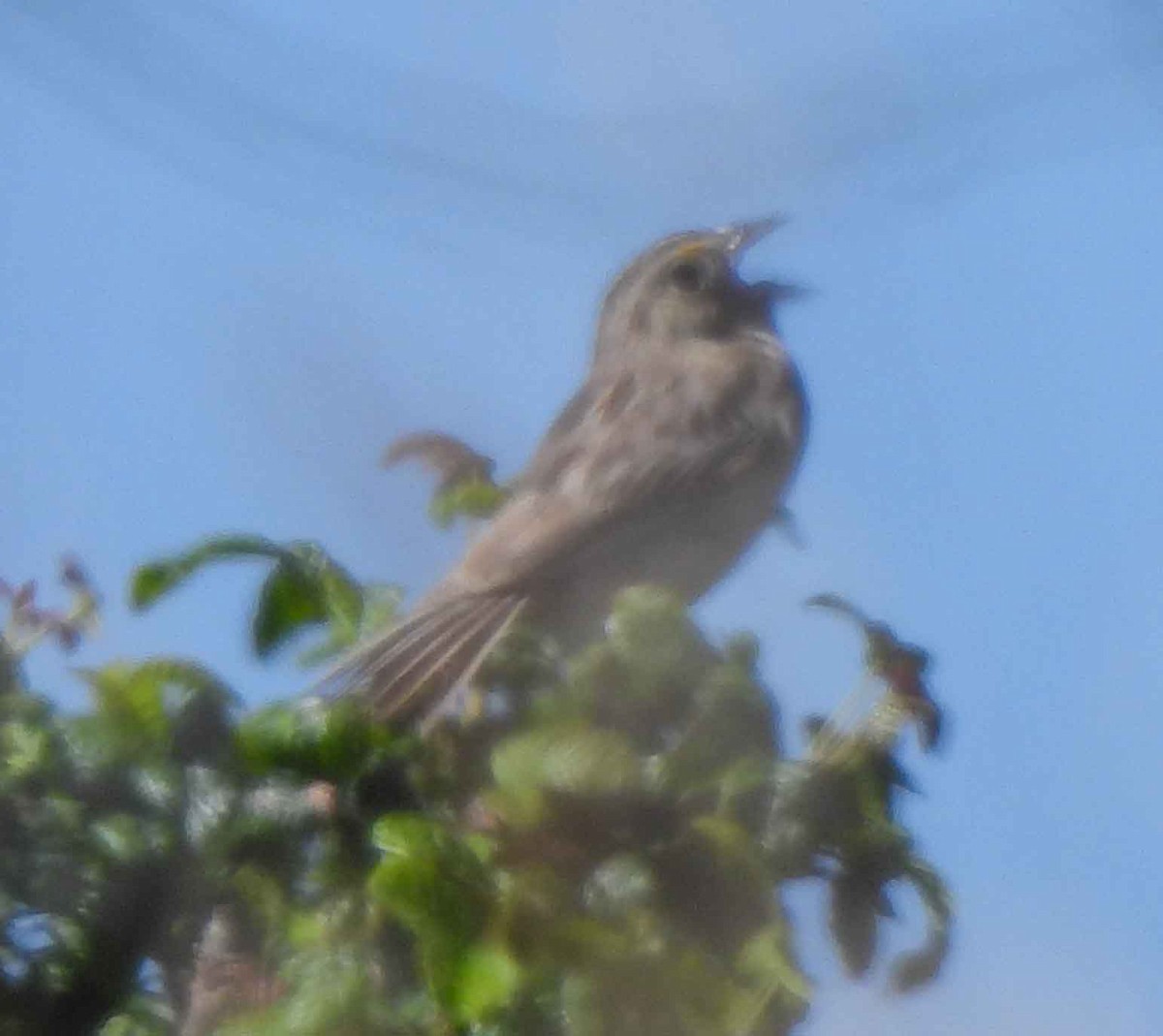 Grasshopper Sparrow - ML587590211