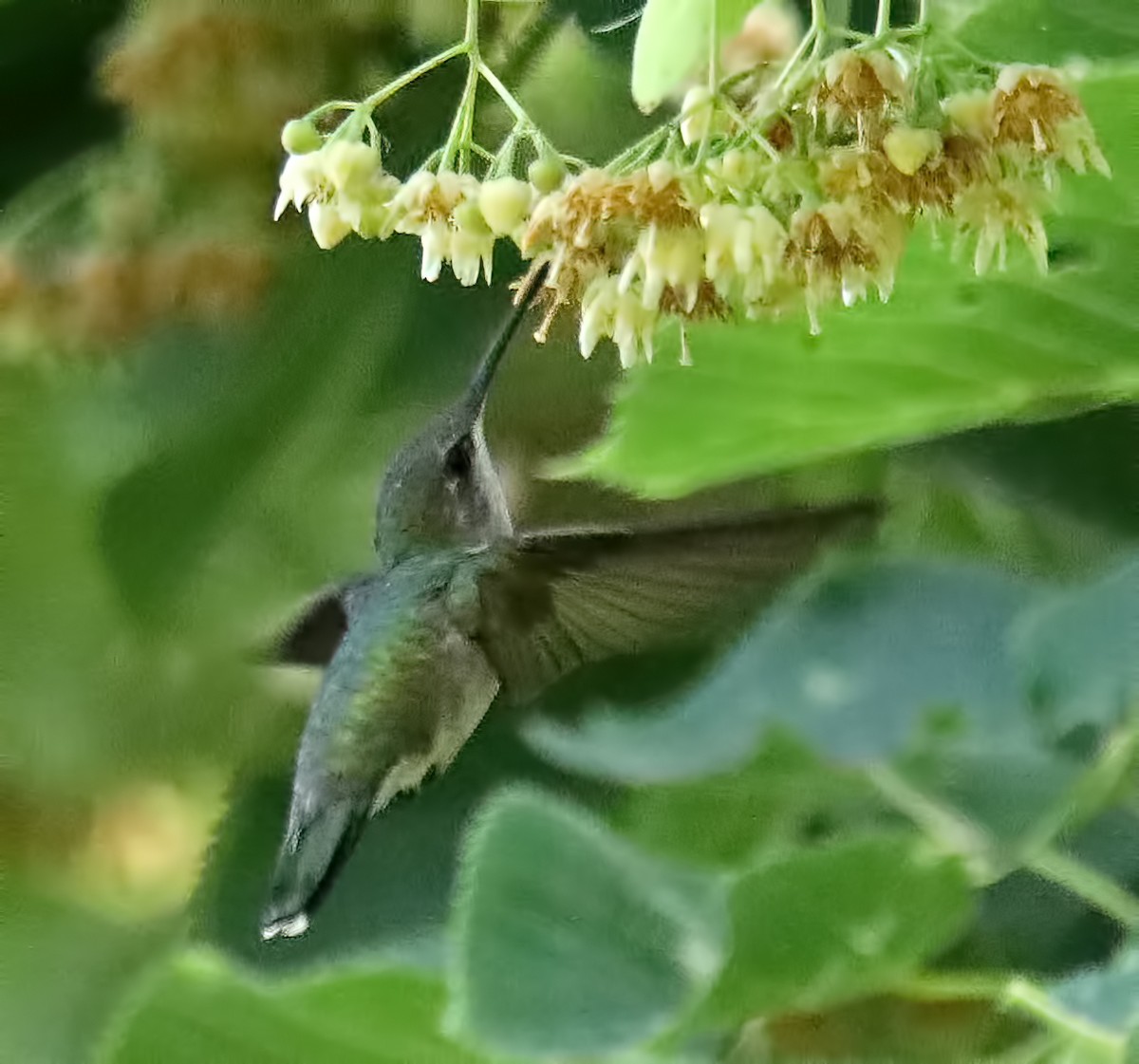 Ruby-throated Hummingbird - ML587592161