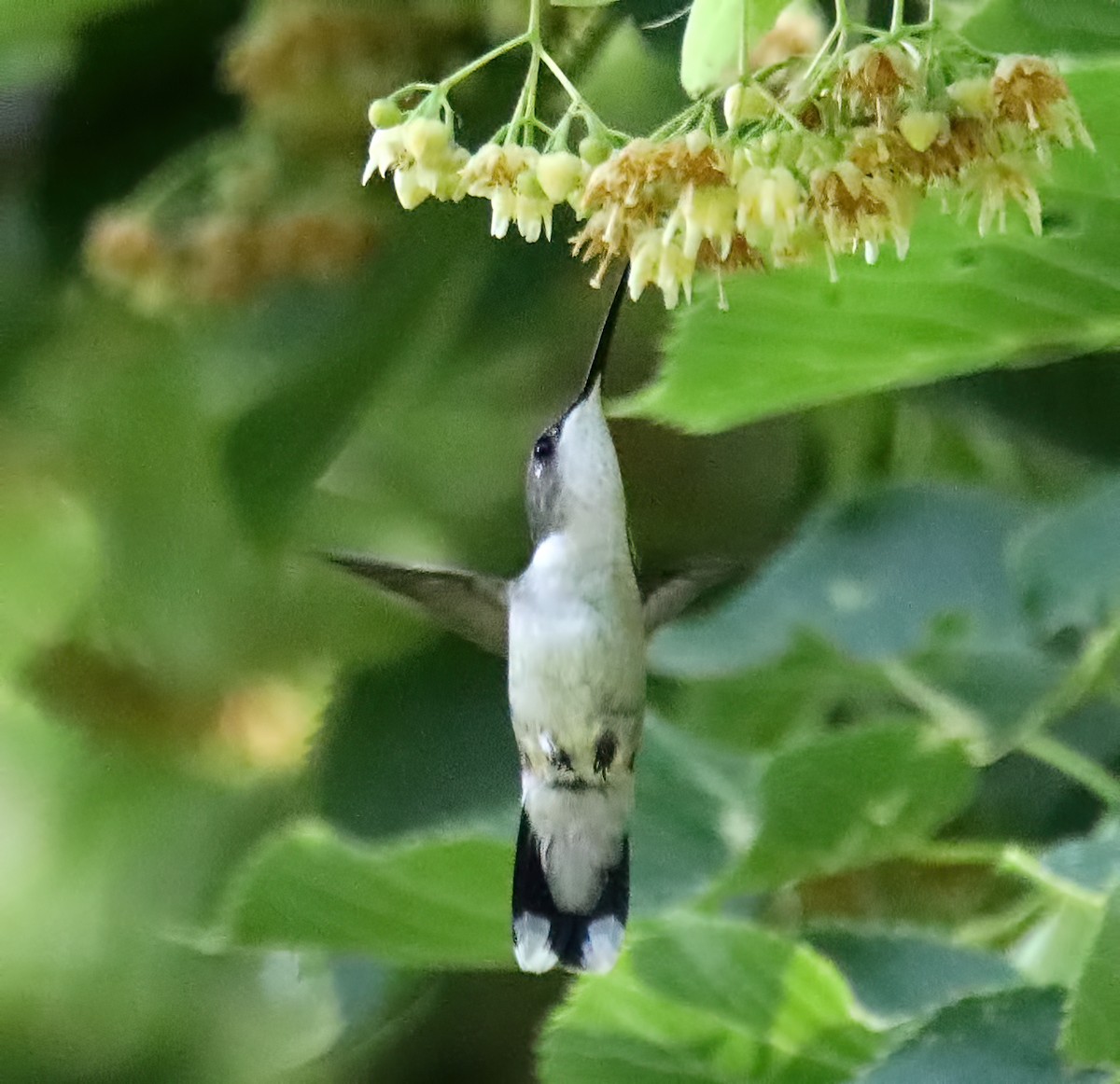 Ruby-throated Hummingbird - ML587592171
