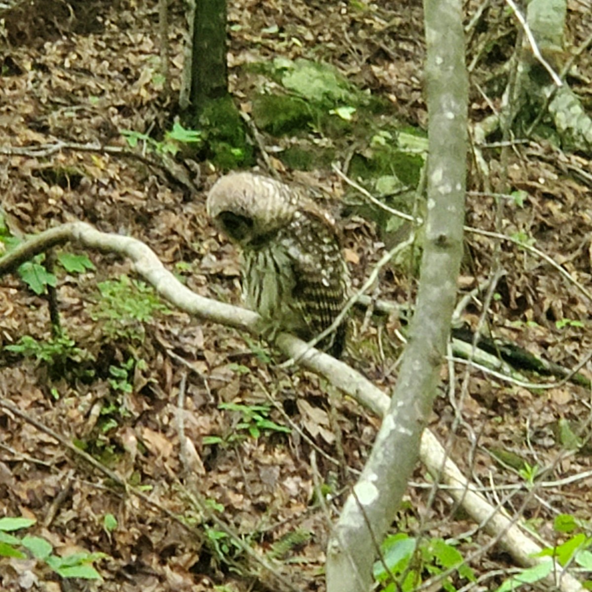 Barred Owl - ML587592221