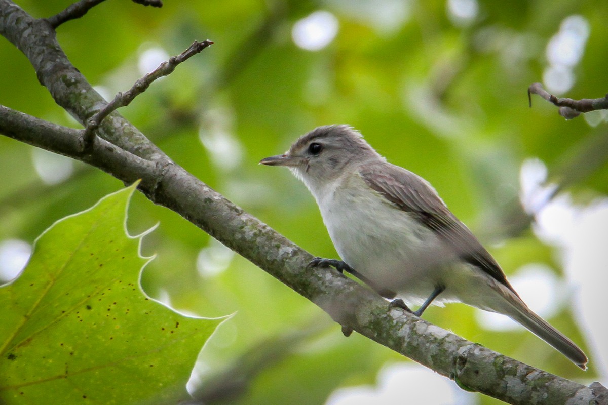 Warbling Vireo - ML587592671