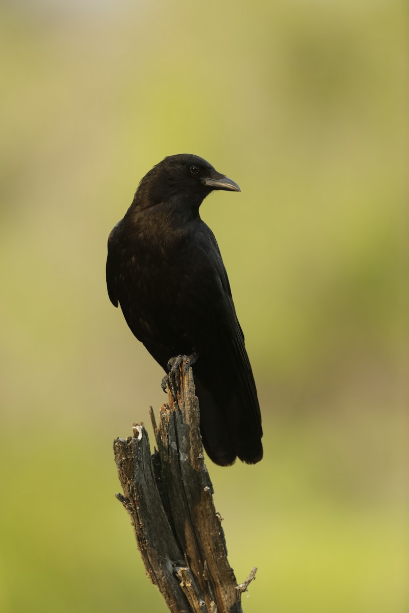 American Crow - ML587593921
