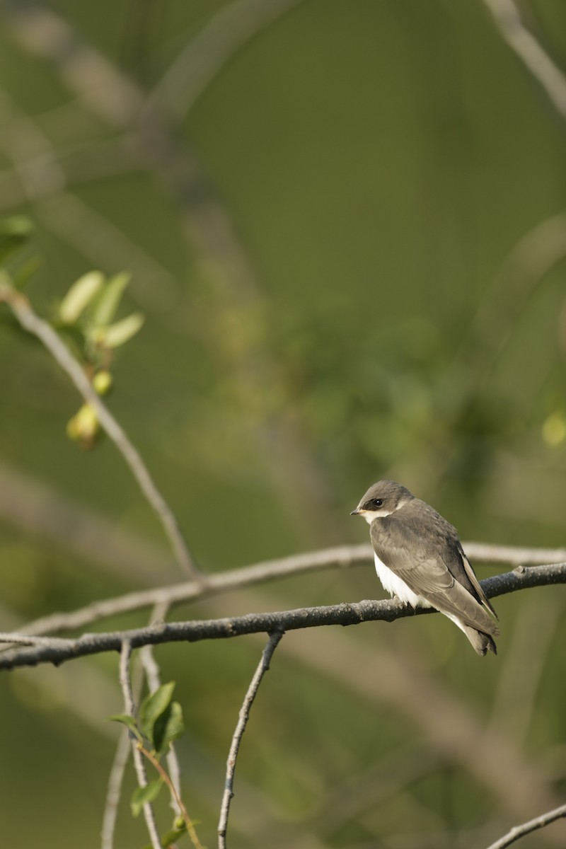 Tree Swallow - ML587593951