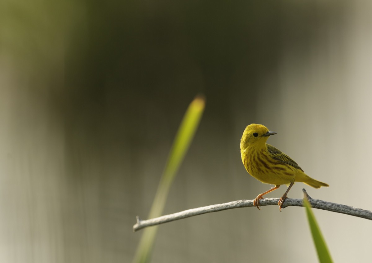 Northern Yellow Warbler - ML587593991