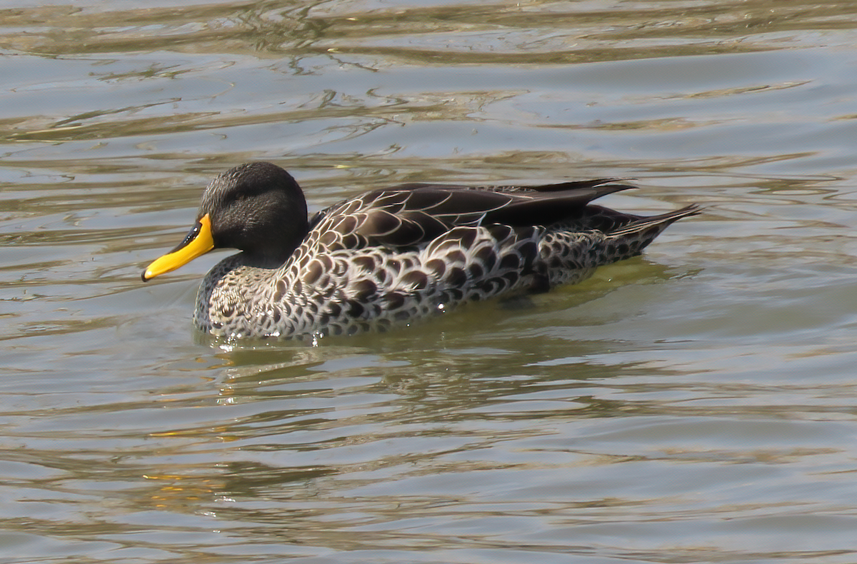 Yellow-billed Duck - ML587595131