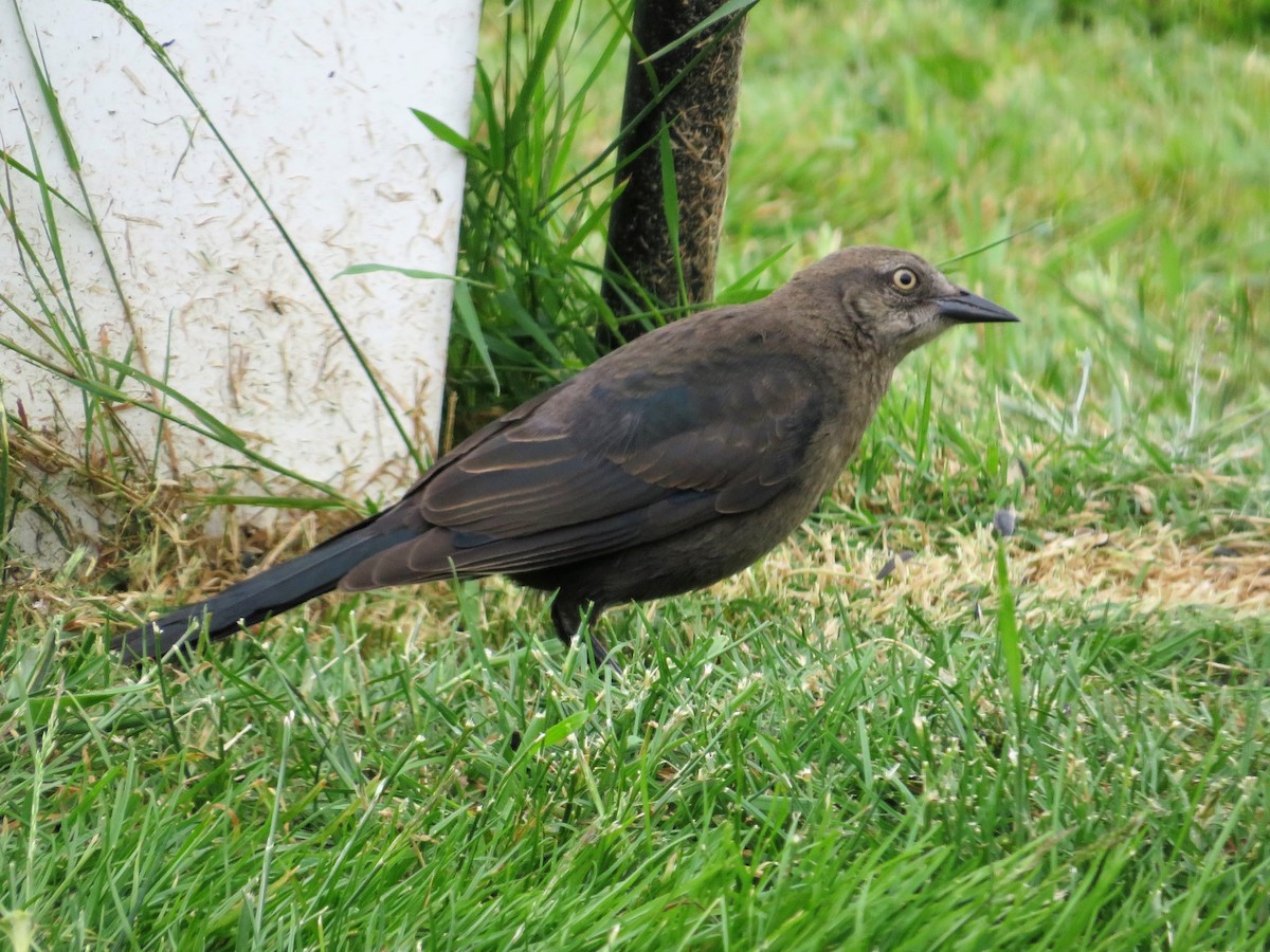 Brewer's Blackbird - ML587595481