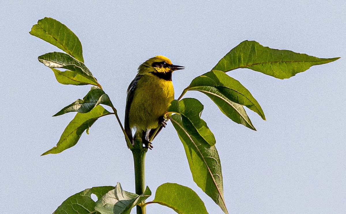 Lawrence's Warbler (hybrid) - ML587595831