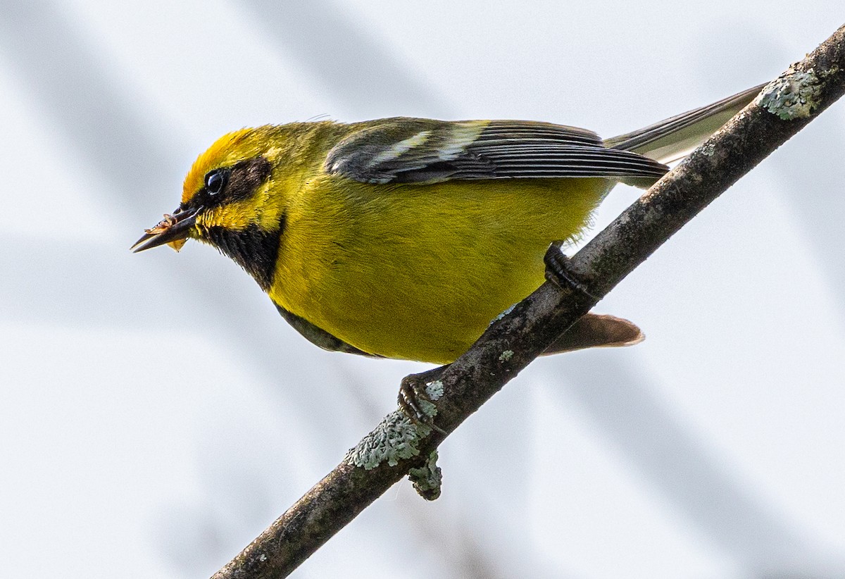 Goldflügel- x Blauflügel-Waldsänger (F2-Hybrid) - ML587595841