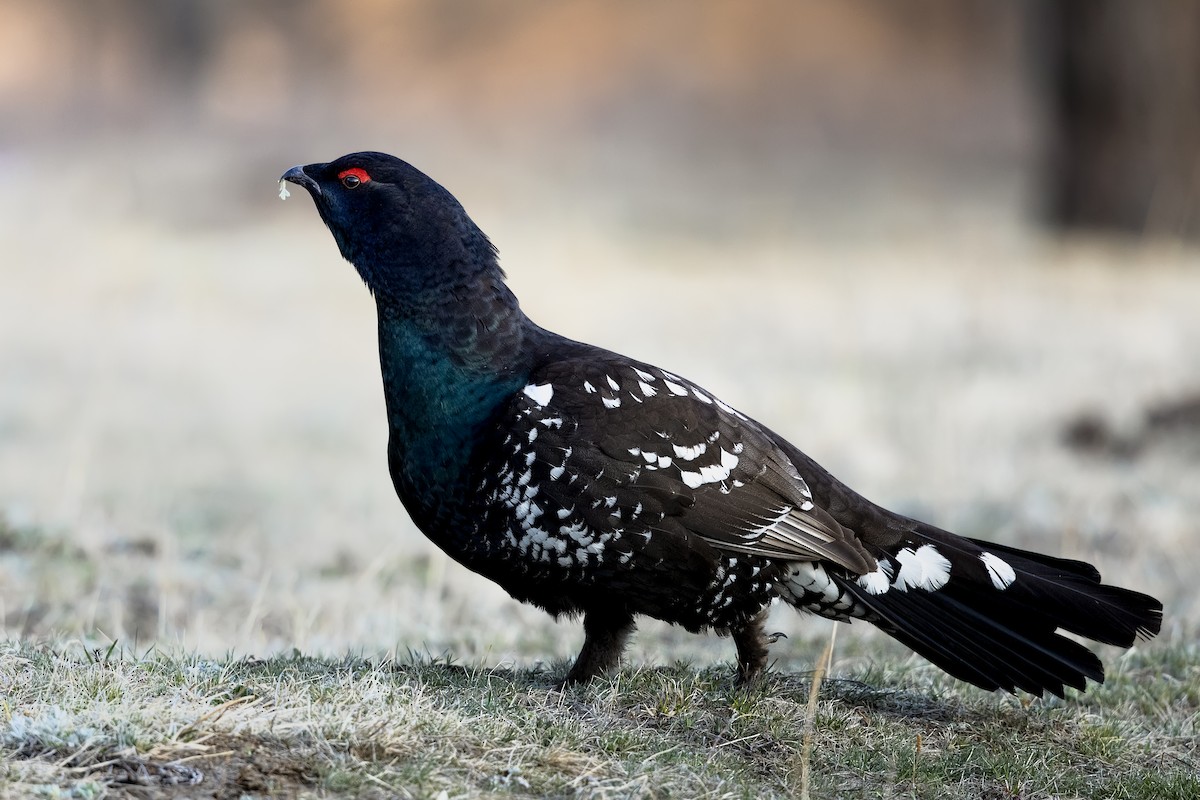 Black-billed Capercaillie - ML587596601