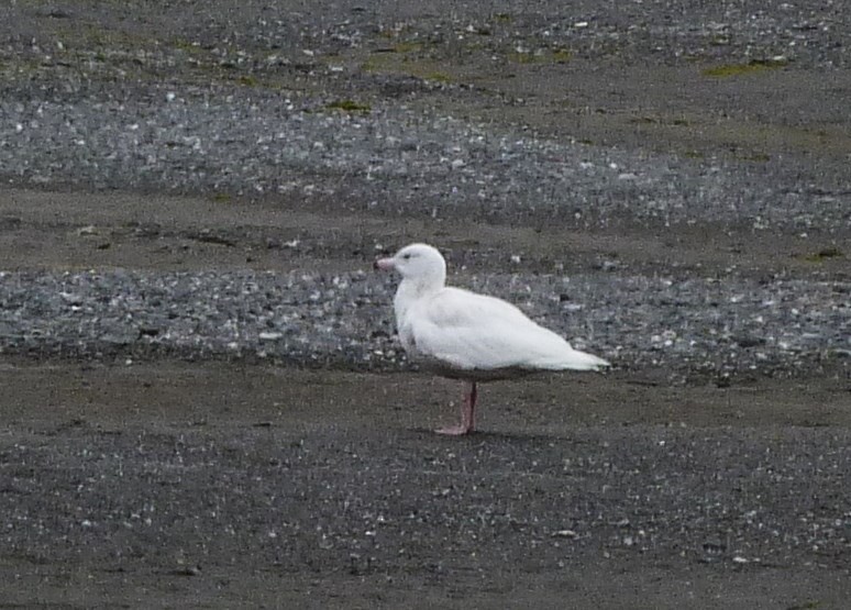 Glaucous Gull - ML58759661