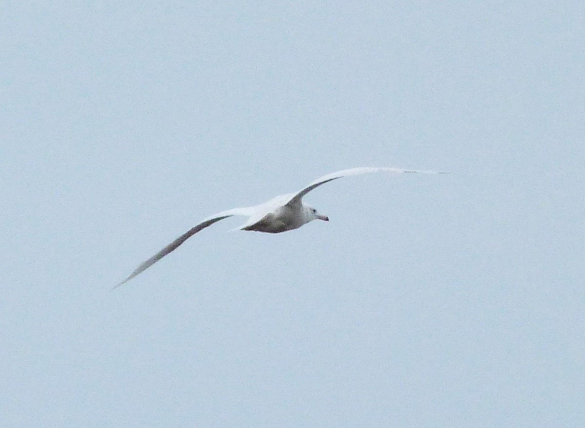 Eismöwe - ML58759671