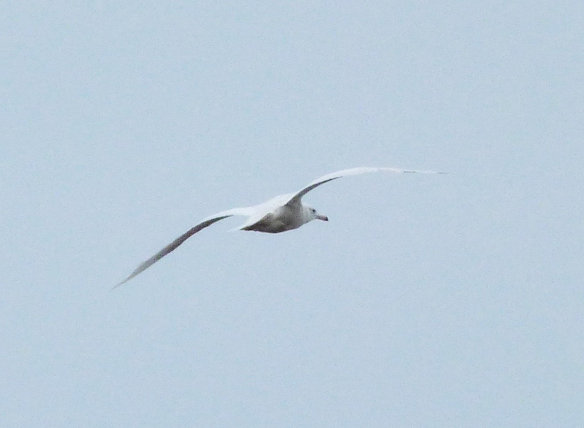 Glaucous Gull - ML58759671