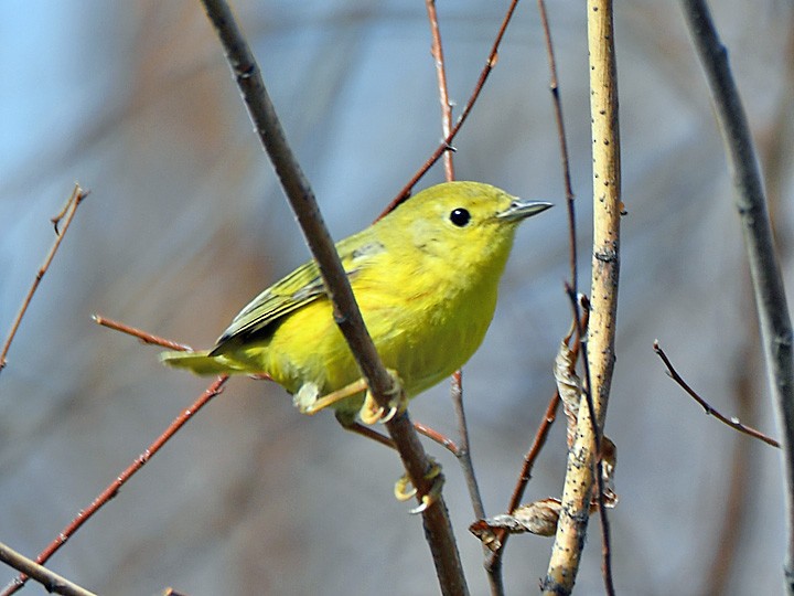 Yellow Warbler - Denny Granstrand