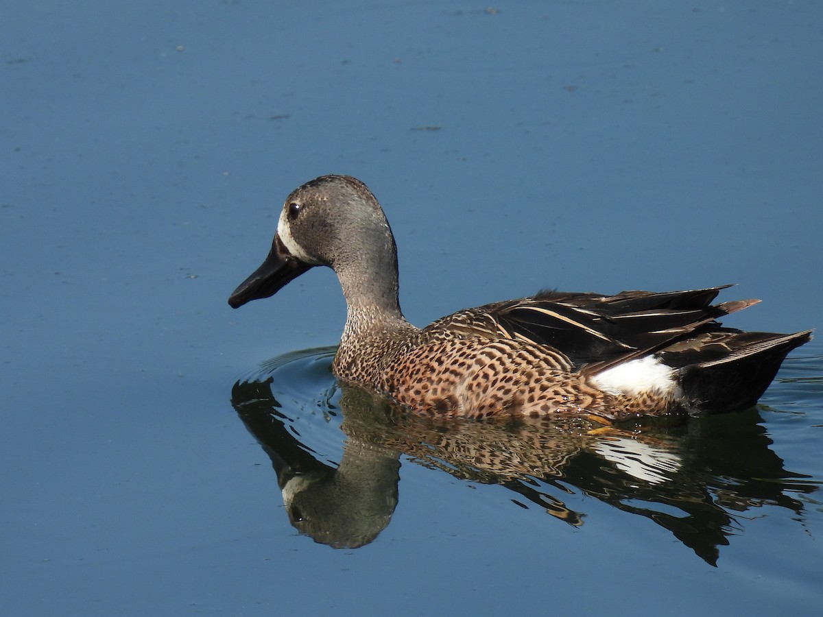 Blue-winged Teal - ML587599321