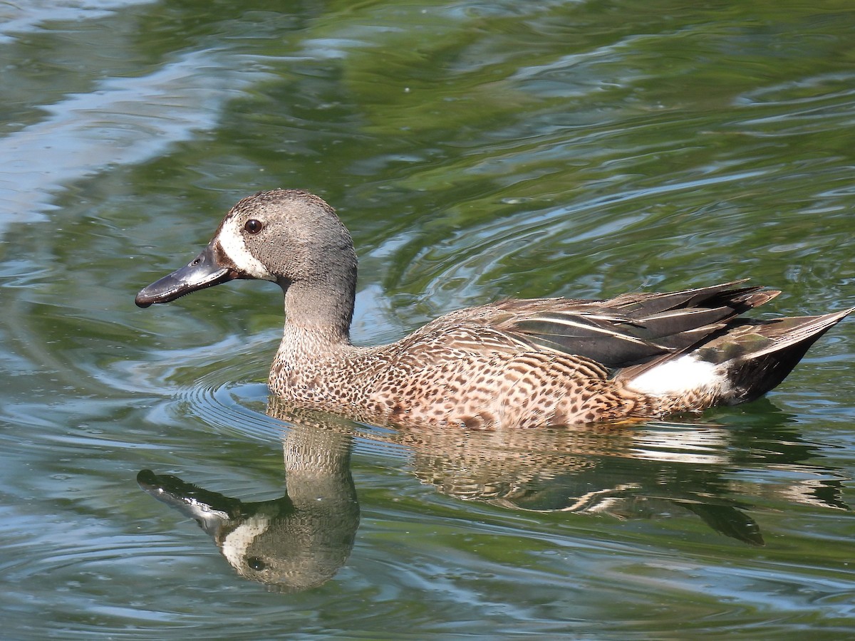 Blue-winged Teal - ML587599341