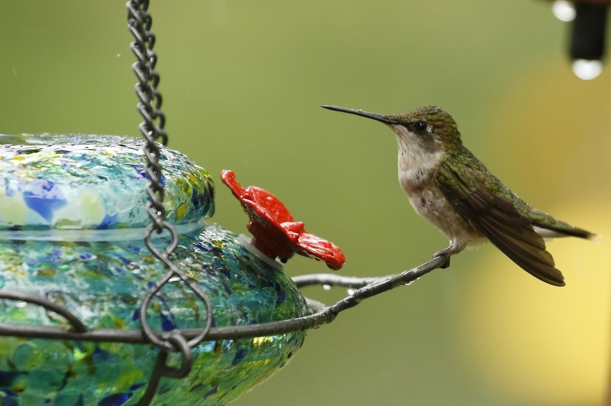 Ruby-throated Hummingbird - ML587599491