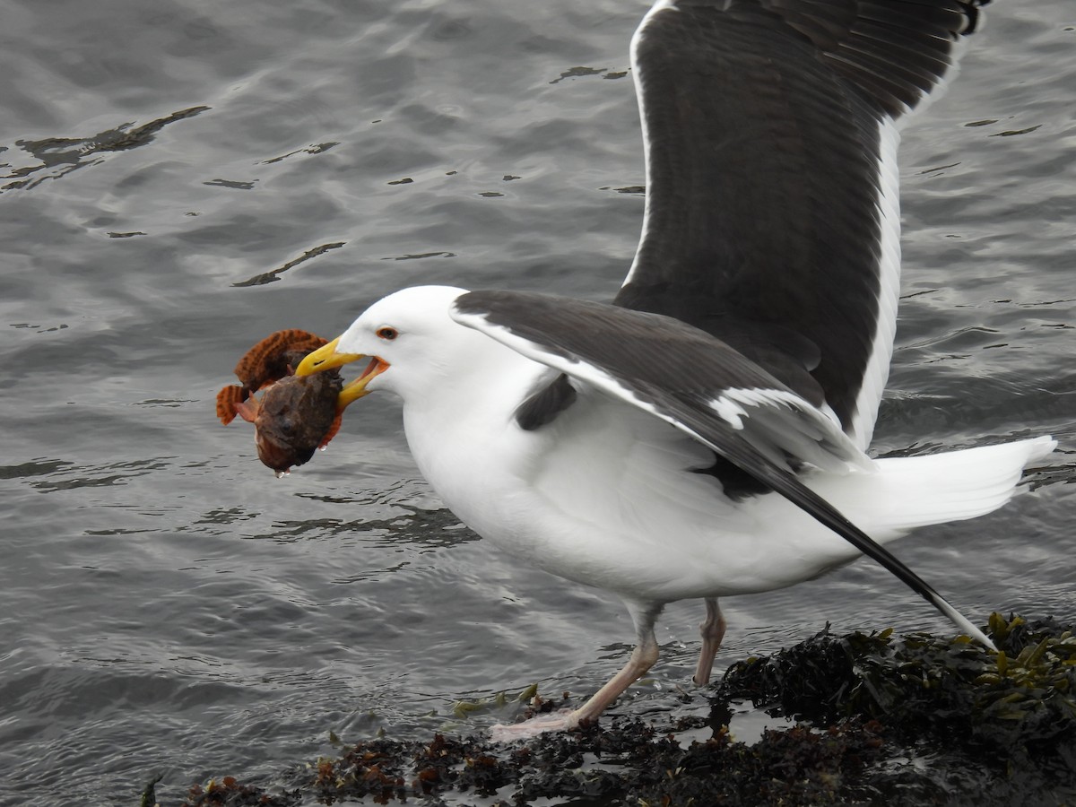 Great Black-backed Gull - Julius Marinov