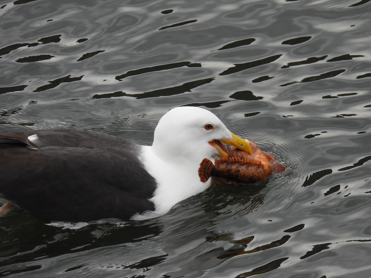 Great Black-backed Gull - ML587599681