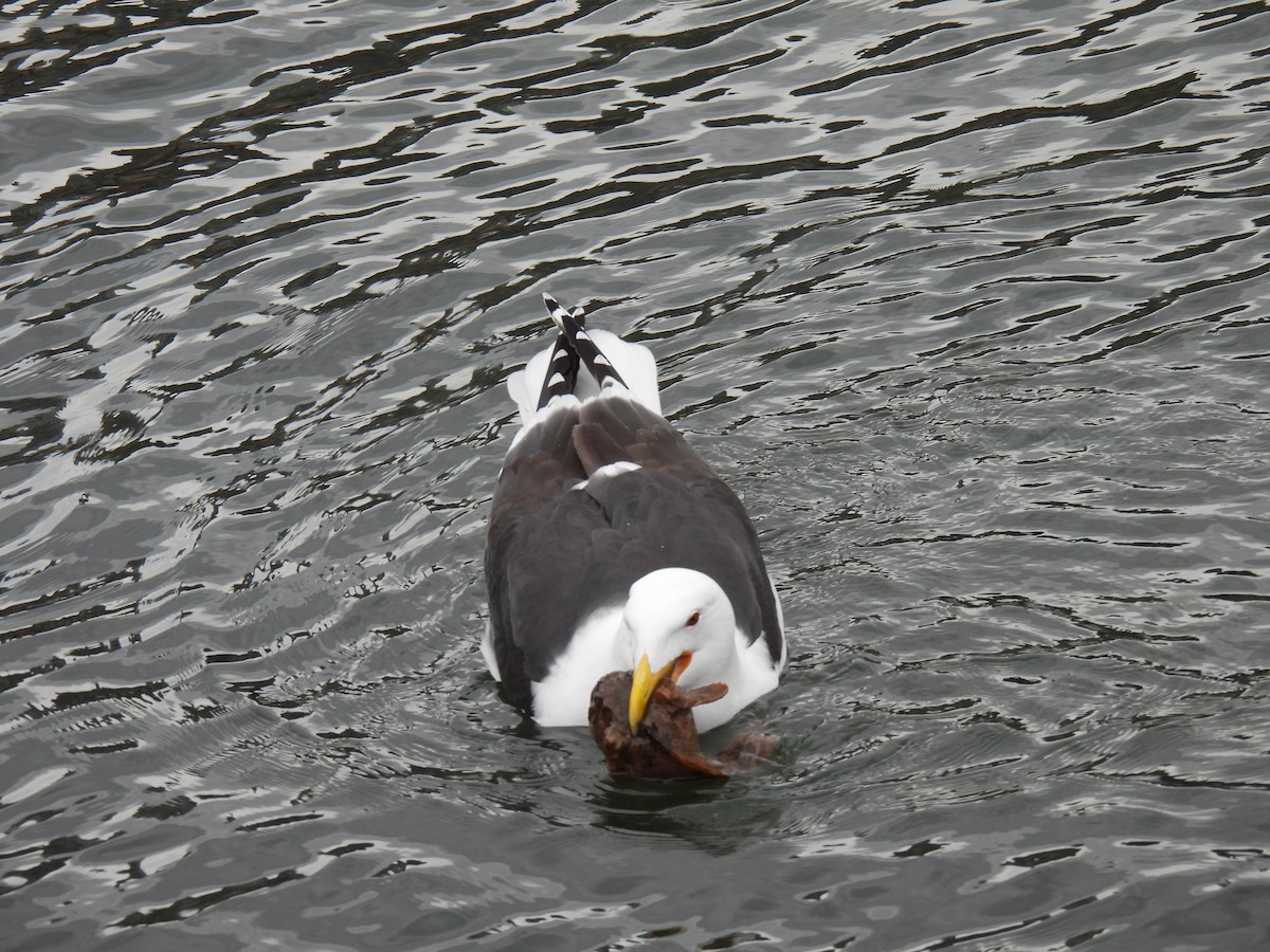 Great Black-backed Gull - ML587599691