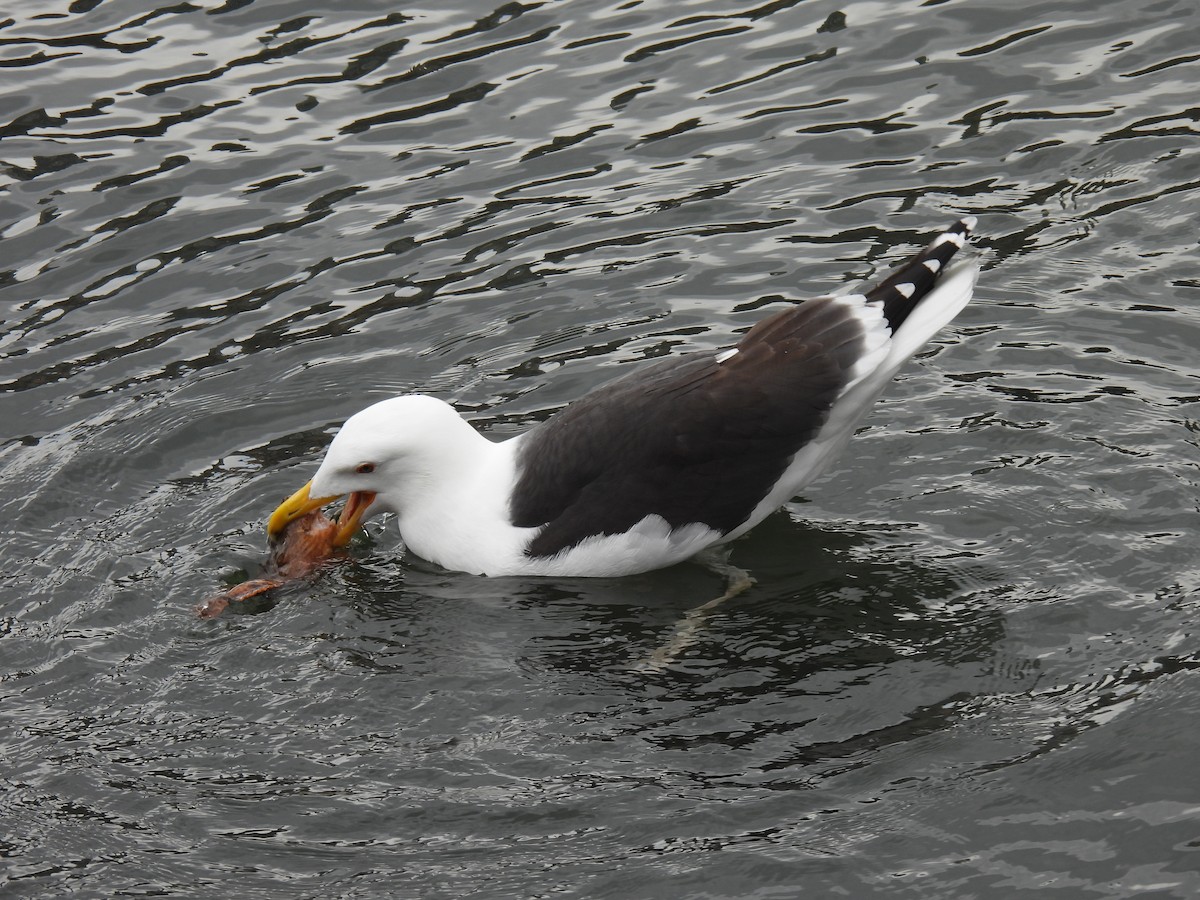 Great Black-backed Gull - ML587599701