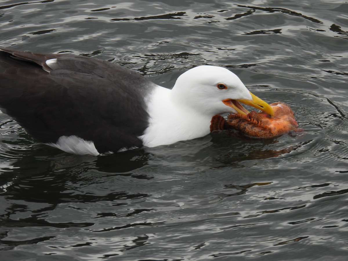 Great Black-backed Gull - Julius Marinov