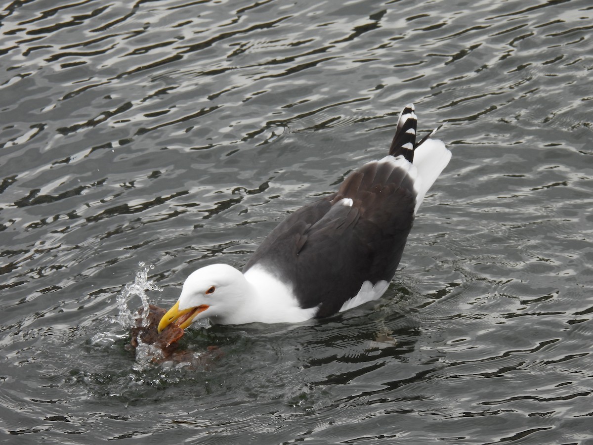 Great Black-backed Gull - ML587599721